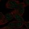 Homeobox protein EMX2 antibody, HPA065294, Atlas Antibodies, Immunofluorescence image 