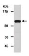 Zinc Finger E-Box Binding Homeobox 2 antibody, orb66986, Biorbyt, Western Blot image 