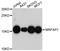 Morf4 Family Associated Protein 1 antibody, A8739, ABclonal Technology, Western Blot image 
