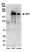 RAB11 Family Interacting Protein 1 antibody, A304-595A, Bethyl Labs, Western Blot image 