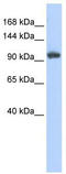 Ring Finger Protein 31 antibody, TA329873, Origene, Western Blot image 