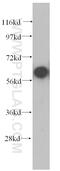 Coenzyme A Synthase antibody, 12991-1-AP, Proteintech Group, Western Blot image 