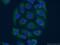 EPH Receptor A5 antibody, 55215-1-AP, Proteintech Group, Immunofluorescence image 