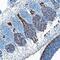 Glypican 2 antibody, PA5-48010, Invitrogen Antibodies, Immunohistochemistry frozen image 