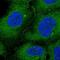 Ataxin-10 antibody, PA5-61999, Invitrogen Antibodies, Immunofluorescence image 