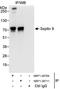 Septin-9 antibody, NBP1-28711, Novus Biologicals, Immunoprecipitation image 