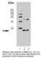 Histone H3 antibody, LS-C63117, Lifespan Biosciences, Western Blot image 
