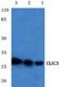 Chloride Intracellular Channel 3 antibody, A09870-1, Boster Biological Technology, Western Blot image 