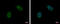FRA10A Associated CGG Repeat 1 antibody, GTX117639, GeneTex, Immunofluorescence image 