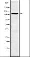 Natriuretic Peptide Receptor 2 antibody, orb336318, Biorbyt, Western Blot image 