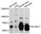 Solute Carrier Family 6 Member 11 antibody, LS-C747085, Lifespan Biosciences, Western Blot image 