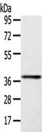 NAD-dependent ADP-ribosyltransferase sirtuin-4 antibody, TA351673, Origene, Western Blot image 