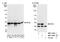 40S ribosomal protein S2 antibody, NBP2-14853, Novus Biologicals, Western Blot image 