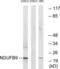 NADH:Ubiquinone Oxidoreductase Subunit B9 antibody, LS-C120120, Lifespan Biosciences, Western Blot image 