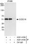Zinc Finger Protein 830 antibody, A301-418A, Bethyl Labs, Immunoprecipitation image 