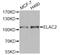Zinc phosphodiesterase ELAC protein 2 antibody, A7128, ABclonal Technology, Western Blot image 