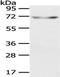 Klotho antibody, TA350910, Origene, Western Blot image 