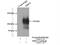 Short transient receptor potential channel 6 antibody, 18236-1-AP, Proteintech Group, Immunoprecipitation image 