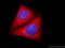 Structural Maintenance Of Chromosomes 4 antibody, 24758-1-AP, Proteintech Group, Immunofluorescence image 