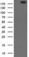 E3 ubiquitin-protein ligase SHPRH antibody, CF501465, Origene, Western Blot image 