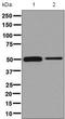 CUGBP Elav-Like Family Member 1 antibody, ab129115, Abcam, Western Blot image 
