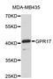 Uracil nucleotide/cysteinyl leukotriene receptor antibody, abx002838, Abbexa, Western Blot image 