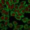 Moesin antibody, NBP2-32875, Novus Biologicals, Immunofluorescence image 