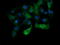 Anaphase-promoting complex subunit 11 antibody, LS-C338087, Lifespan Biosciences, Immunofluorescence image 