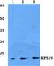 40S ribosomal protein S19 antibody, A02343, Boster Biological Technology, Western Blot image 