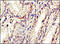 Glucagon antibody, 250670, Abbiotec, Immunohistochemistry paraffin image 