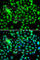 Heat shock protein beta-8 antibody, A2514, ABclonal Technology, Immunofluorescence image 
