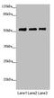 Pre-MRNA Processing Factor 4 antibody, LS-C676314, Lifespan Biosciences, Western Blot image 