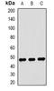 Dysbindin-1 antibody, orb340766, Biorbyt, Western Blot image 