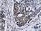 NAD-dependent deacetylase sirtuin-3, mitochondrial antibody, A01061-1, Boster Biological Technology, Immunohistochemistry frozen image 