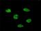 EMSY Transcriptional Repressor, BRCA2 Interacting antibody, H00056946-M01, Novus Biologicals, Immunofluorescence image 