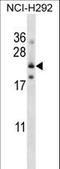 Folate Receptor Gamma antibody, LS-B15659, Lifespan Biosciences, Western Blot image 