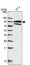 NABC1 antibody, HPA051816, Atlas Antibodies, Western Blot image 
