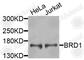 Bromodomain Containing 1 antibody, A9869, ABclonal Technology, Western Blot image 