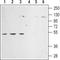 Adrenoceptor Alpha 2C antibody, TA328715, Origene, Western Blot image 