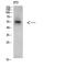 Cyclic AMP-responsive element-binding protein 3 antibody, A03564-1, Boster Biological Technology, Western Blot image 