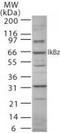 NFKB Inhibitor Zeta antibody, TA336346, Origene, Western Blot image 