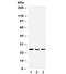 Diablo homolog, mitochondrial antibody, R32332, NSJ Bioreagents, Western Blot image 