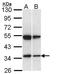 SH3 Domain Containing GRB2 Like 1, Endophilin A2 antibody, LS-C186314, Lifespan Biosciences, Western Blot image 