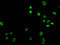 H12 antibody, LS-C670339, Lifespan Biosciences, Immunofluorescence image 
