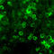 Netrin 1 antibody, A04892, Boster Biological Technology, Western Blot image 