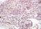 Early Endosome Antigen 1 antibody, orb156696, Biorbyt, Immunohistochemistry paraffin image 