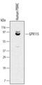 Adhesion G Protein-Coupled Receptor F4 antibody, MAB5437, R&D Systems, Western Blot image 