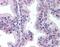 PBIP1 antibody, orb86563, Biorbyt, Immunohistochemistry paraffin image 