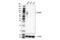 TBR2 antibody, 73379S, Cell Signaling Technology, Western Blot image 