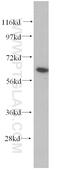 Akt antibody, 10176-2-AP, Proteintech Group, Western Blot image 